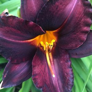 Meet your Posher, Hasmin